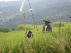 Bali Munduk